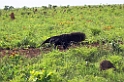 Great Anteater07-01